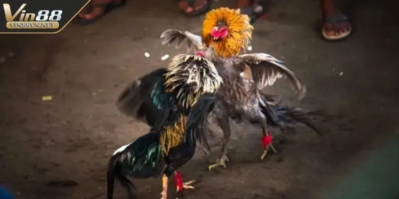 da-ga-thomo-cua-tron-hap-dan