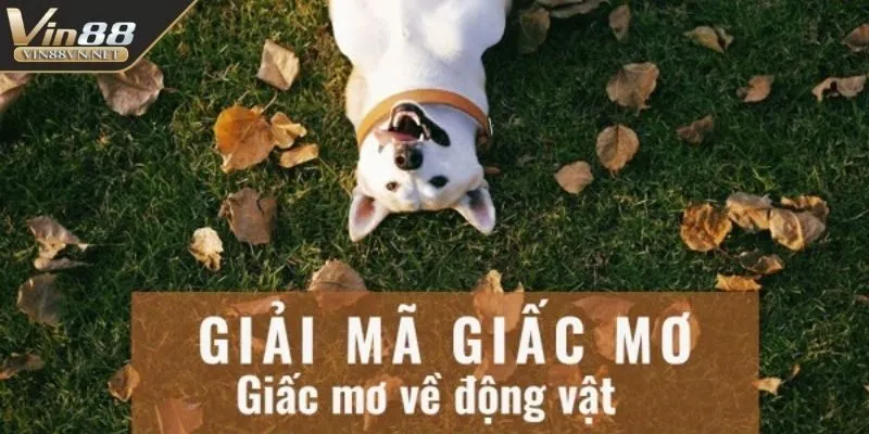 giai-ma-giac-mo-chiem-bao